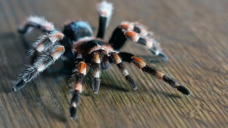 Ядовитый мохнатый паук, обои на смартфон пауки