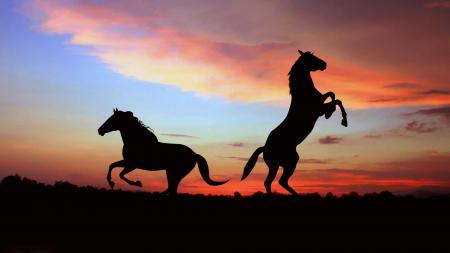 Два коня на закате
