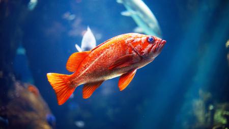 Красивая красная рыбка под водой, обои для стола рыбы