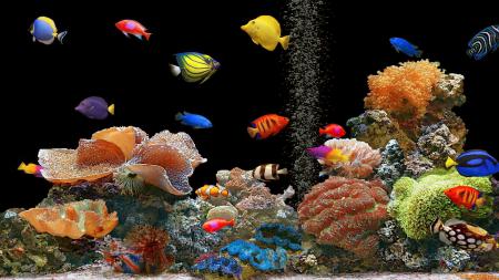 Красочные рыбки в аквариуме на черном фоне, обои на телефон про Животных