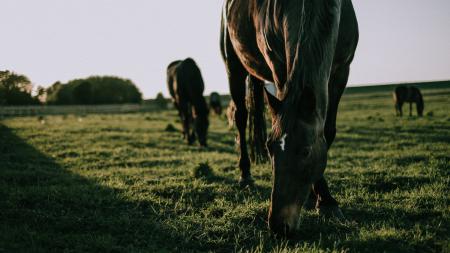 Лошадь на поляне, обои лошади на телефон андроид скачать