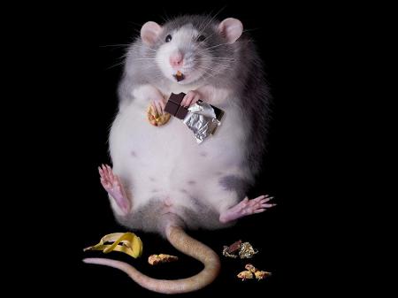 Толстая серая крыса, грызун, прикольные обои на телефон айфон