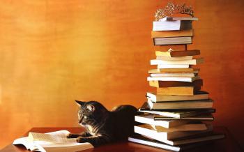 День знаний, 1 сентября, кот ученый