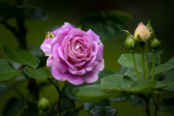 Розовая роза на клумбе, цветы, природа
