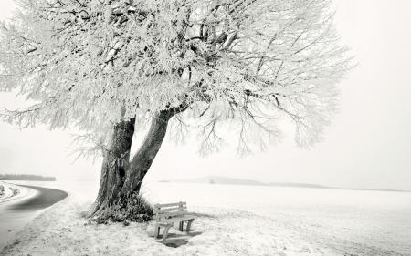 Присыпанное дерево снегом, обои зима снег